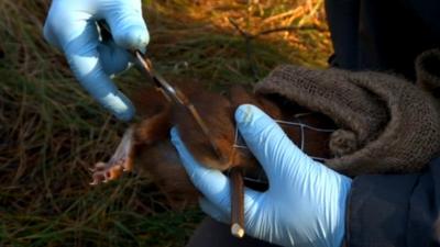 Researchers examining a red squirrel