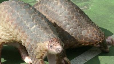 Pangolins