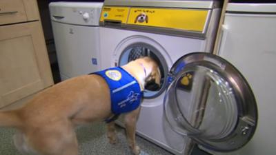 Dog opening washing machine