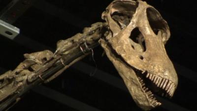 Dinosaur fossil up for sale in Sussex