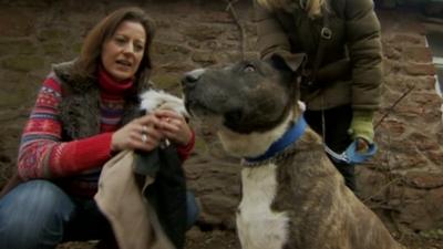 Staffordshire bull terrier Bulley