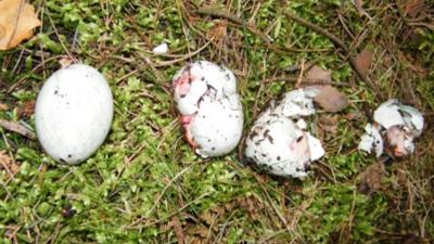 Birds eggs damaged by poachers and gamekeepers.