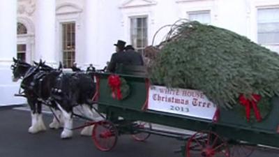 Christmas tree is delivered to the White House