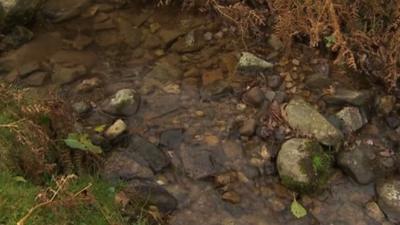 The stream in the Brecon Beacons