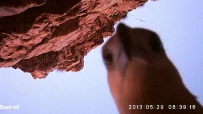 Eagle peering into camera