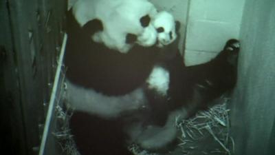 Bao Bao and her mother Mei Xiang on the zoo's panda cam