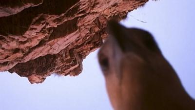 Eagle looking into the camera