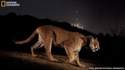 Cougar in front of the Hollywood sign in Los Angeles