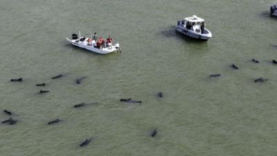 Officials in boats monitor the scene where dozens of pilot whales are stranded in shallow water in a remote area of Florida"s Everglades National Park, Wednesday, Dec. 4, 2013