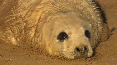 Seal pup