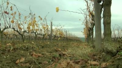 Vineyard in Turkey