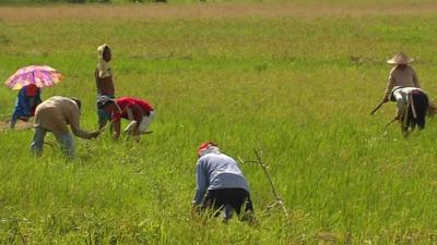 Planting rice fields