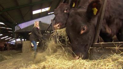 A farmer feeding cows on a livestock farm in Shropshire