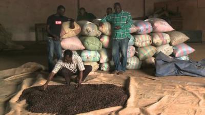 Cocoa being produced in the Ivory Coast