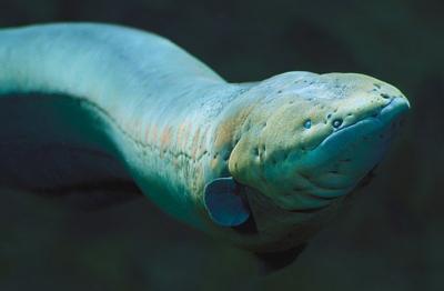 An electric eel