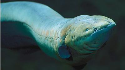 An electric eel