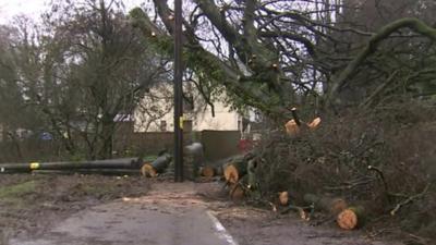 Tree on road