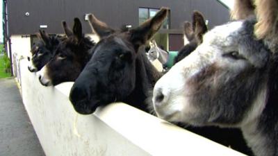 donkeys