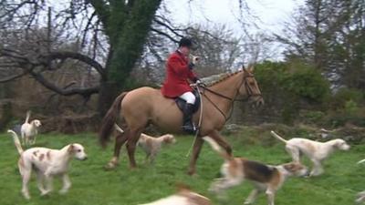 Huntsman with hounds