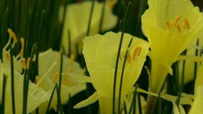 Daffodils