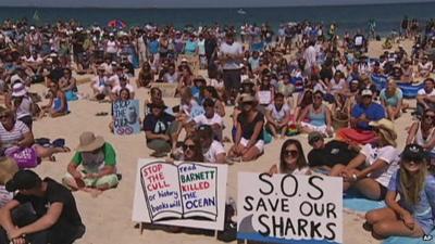 Australians protest against shark 'cull'