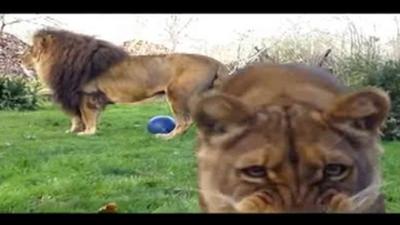 Lions at Linton Zoo