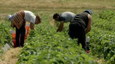 Workers in a field