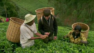 Simon Reeve tries his hand at picking tea in Kenya
