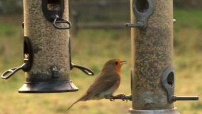 Robin on a bird feeder