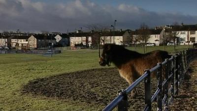 Illegally untethered horse in Bradford