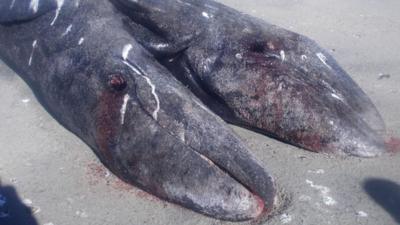 The two conjoined grey whale calves