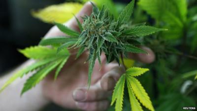 Person holding a cannabis plant