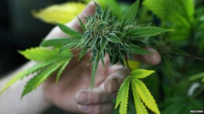 Person holding a cannabis plant