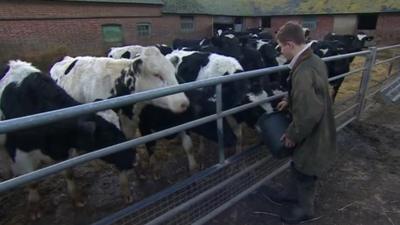 Farmer feeding cows