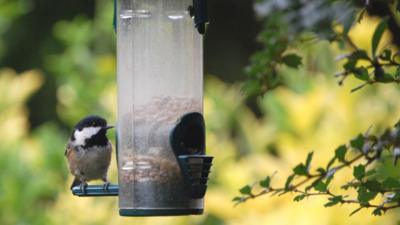 Blue tit on bird feeder