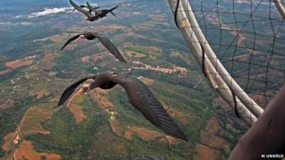 Northern bald ibises following a microlight (c) Markus Unsöld