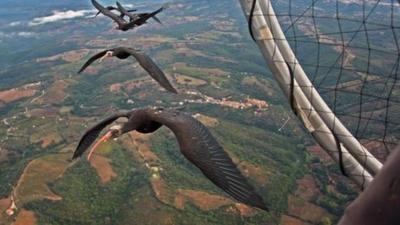 Northern bald ibises following a microlight (c) Markus Unsöld