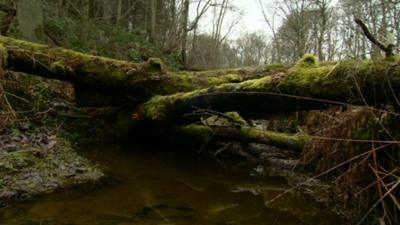 Logs in river