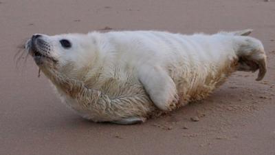 Seal washed up on Norfolk coast