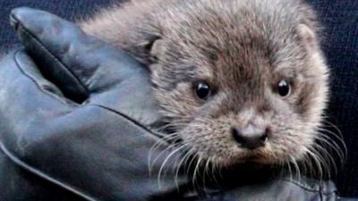 Otter rescued after severe weather