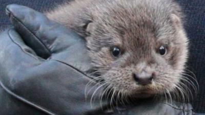 Otter rescued after severe weather