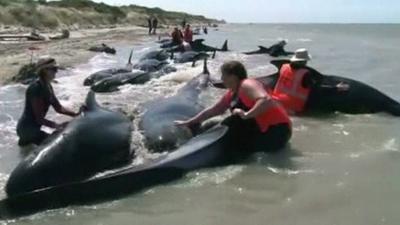 Volunteers re-floating stranded whales in New Zealand