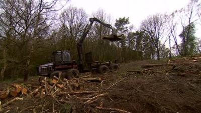 Tree clearance