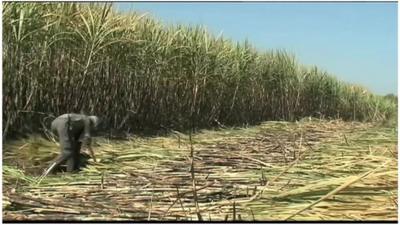 Crops on a piece of land