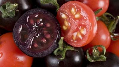 Purple tomato, red tomato