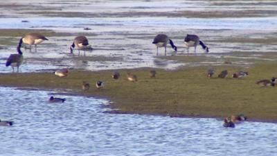 Birds at Slimbridge