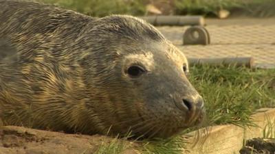 Orphan seal