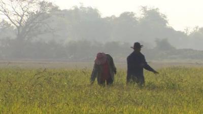 Thai farmers in field