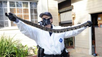 Health official finds dead snake in southern California home