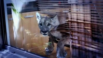 A puma caught up in a Venetian blind